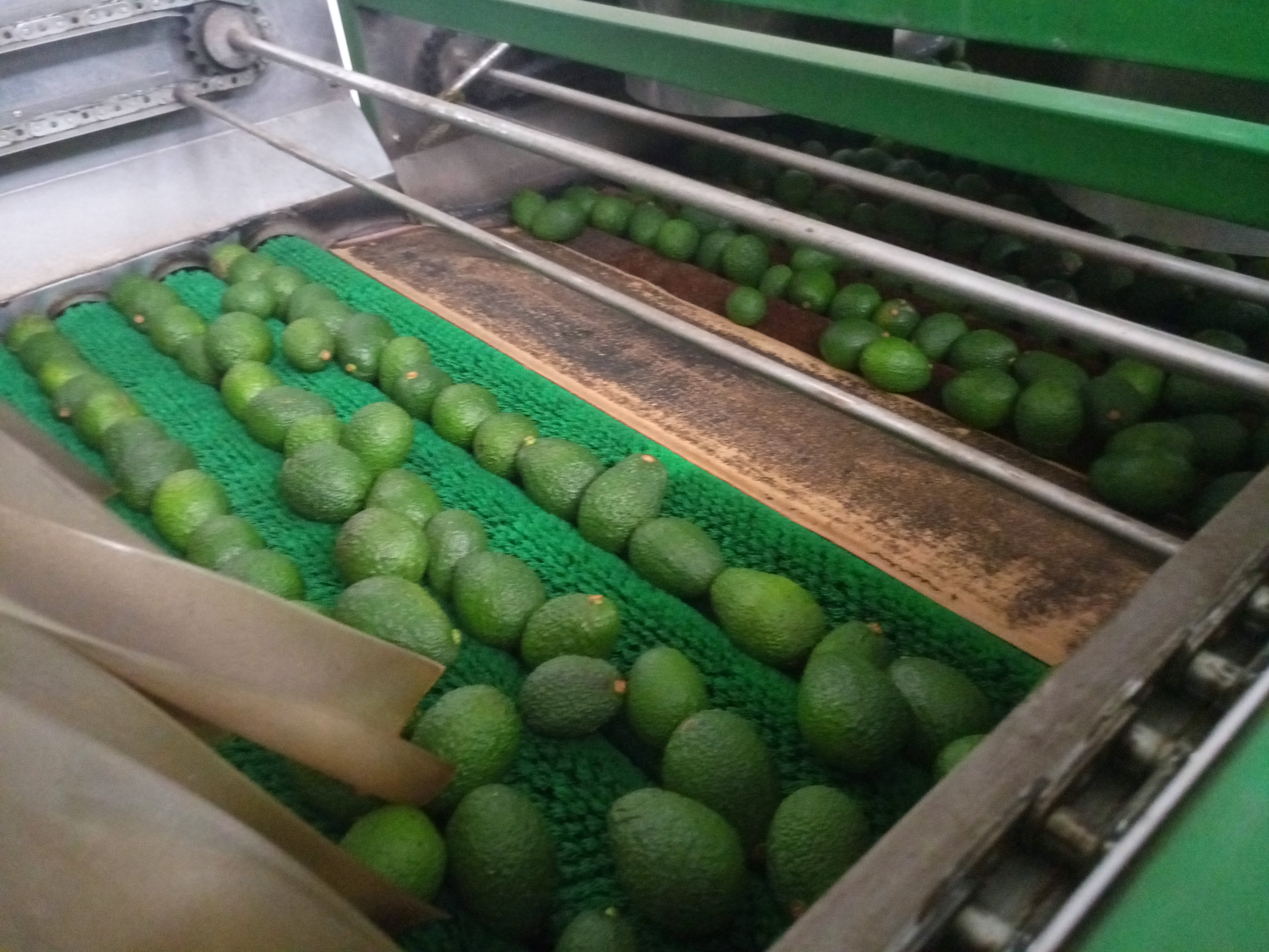 Fruta fresca Dorado División